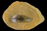 Cretaceous Fossil Leaf (Daphnophyllum) - Kansas #136453-1